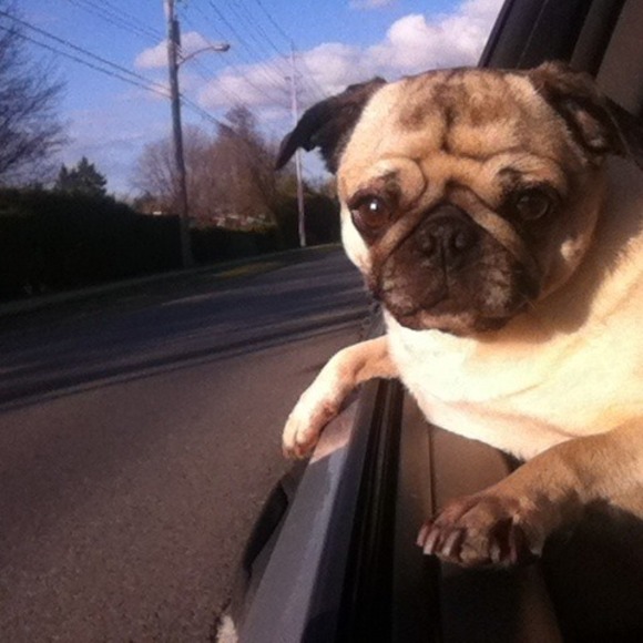 Meet your Posher, Lisa - Picture 1 of 1